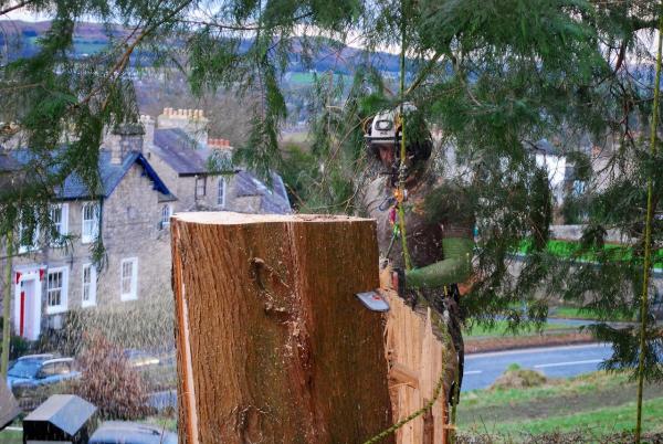 MW Tree Services