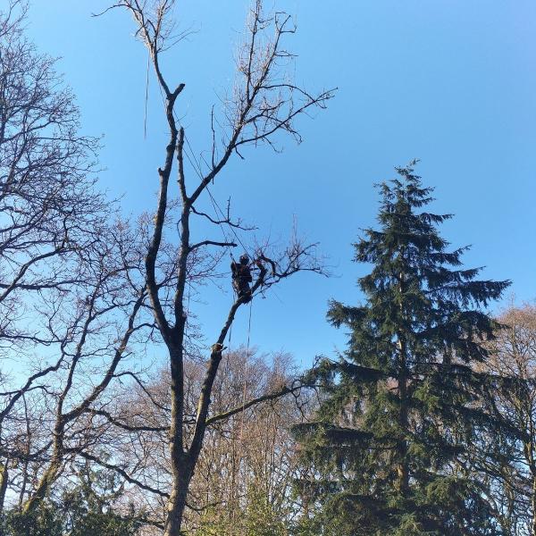 MW Tree Services