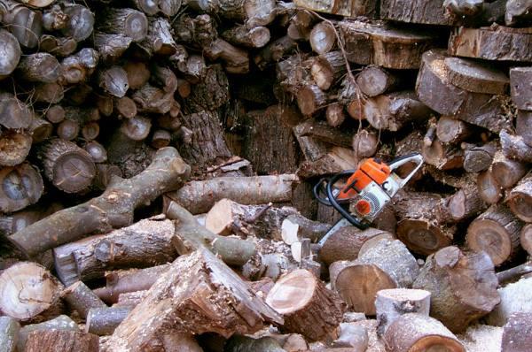 Gabriel Conolly Tree Surgery