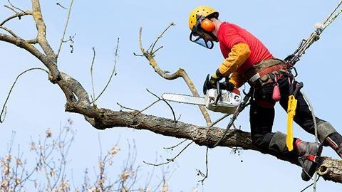 South West Tree Care