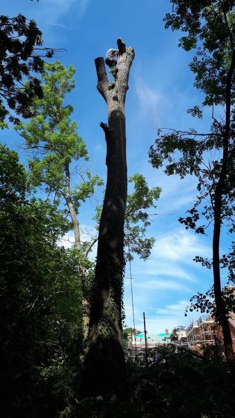 Peter Yeates Arboriculture