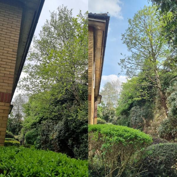 Potters Bar Tree Care
