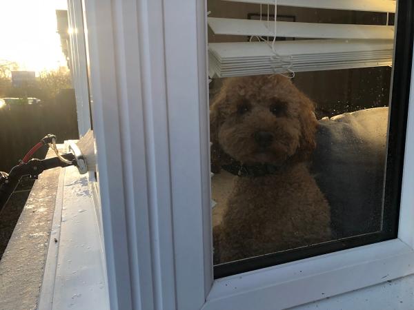 The Window Washers