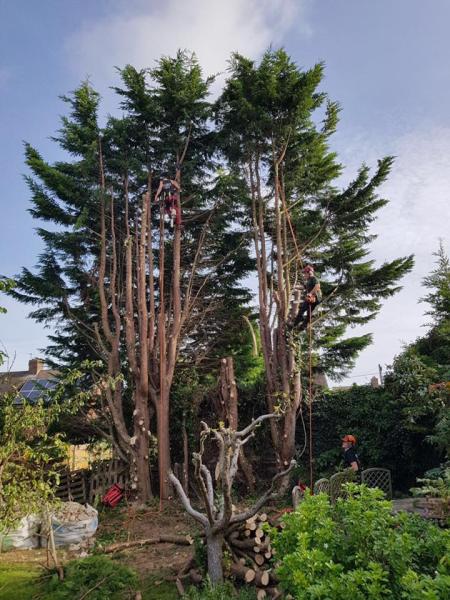 Shire Tree Surgery