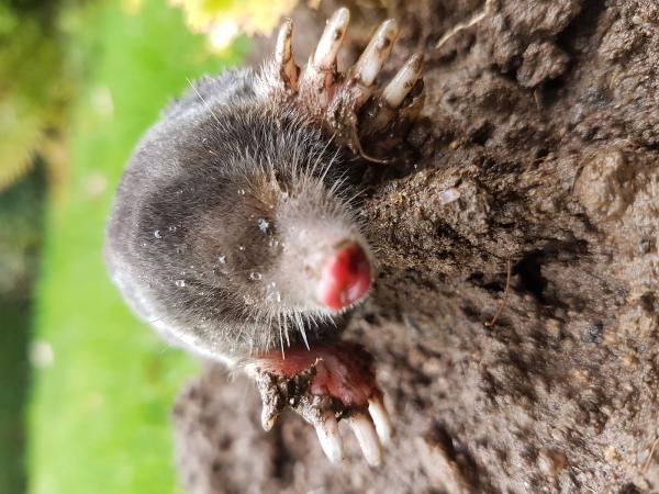 Swift Kill Pest Control Bewdley