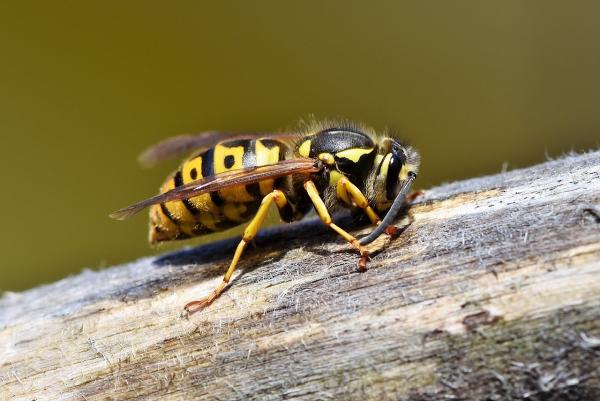 Swift Kill Pest Control Bewdley