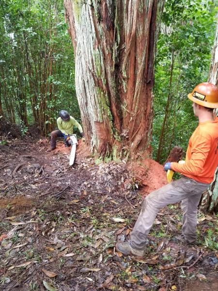 Pollard Tree Care