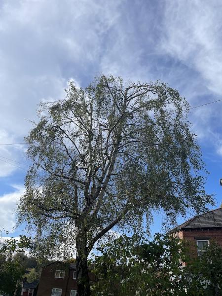 Oakwood Tree Services