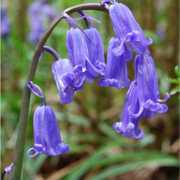 Bluebell Gardening Services