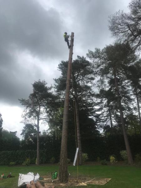 Burley Tree Services