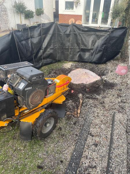 Stump Grinding Dorset