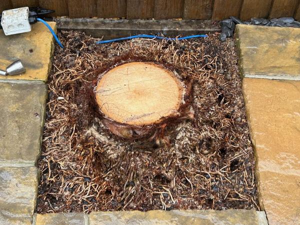 Stump Grinding Dorset