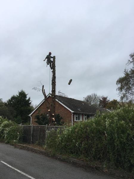 Dan Fordham Tree Care