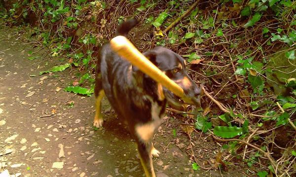 Environmental South West