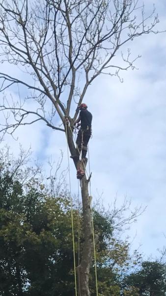 A F Harris Tree Services