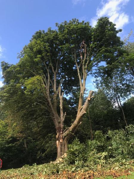 A F Harris Tree Services