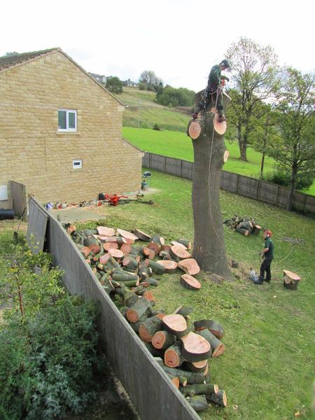 Able Tree Surgeons