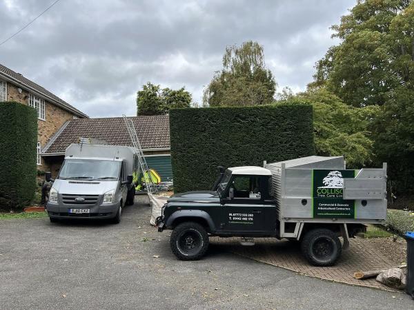 Collison Tree Care