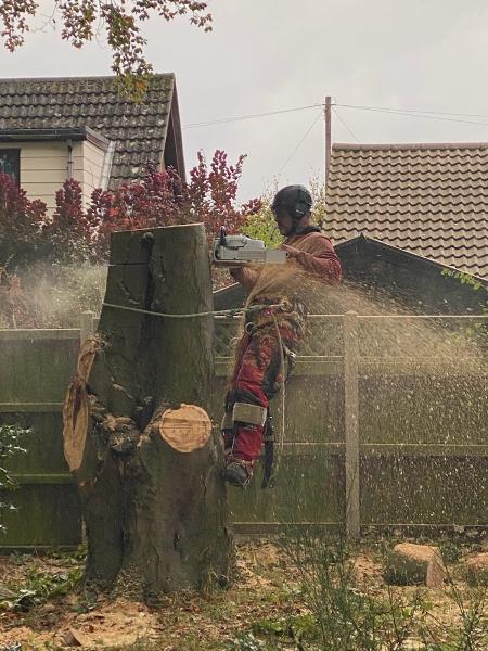 Winchester Tree Services