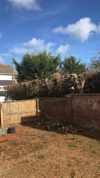 Winchester Tree Services