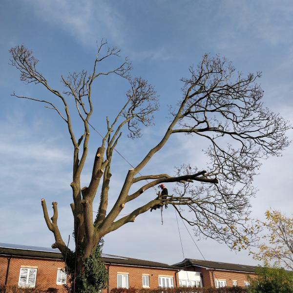 Severn Tree Management Ltd