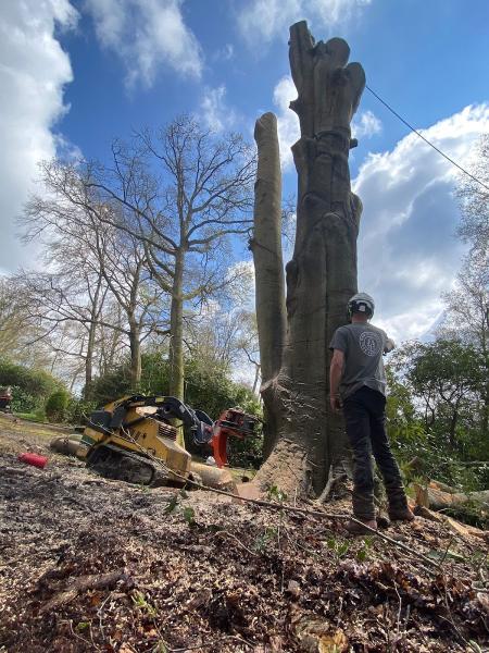 Ben Aldrich Tree Services