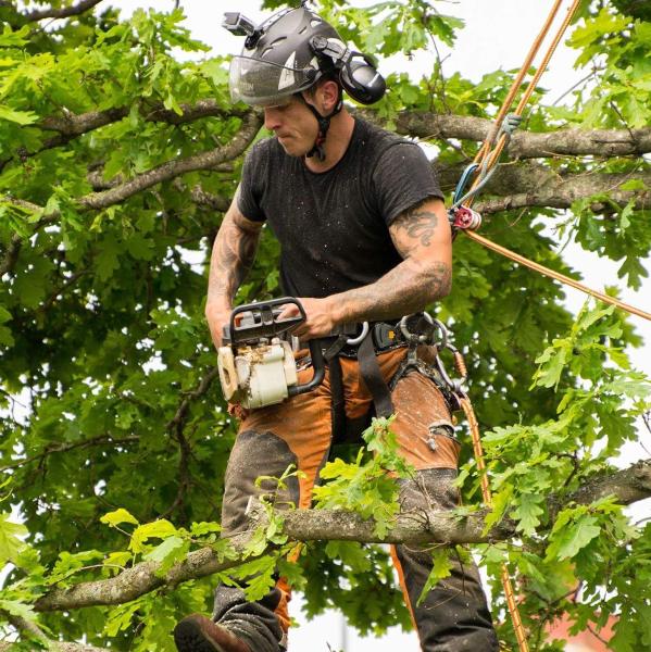 DG Tree Services