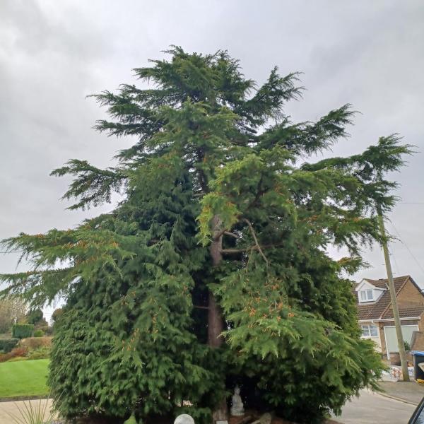 Chalkley Tree Services