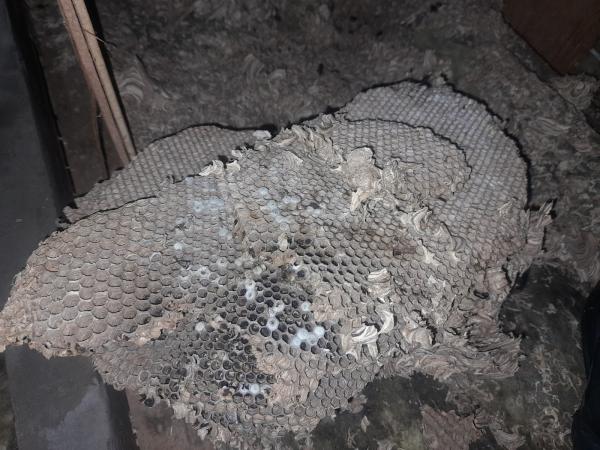 SSE Wasp Nest Removal Dudley