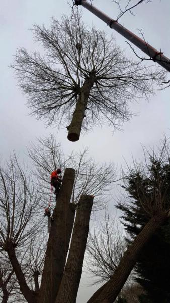 Bloomfield Hatch Tree Care