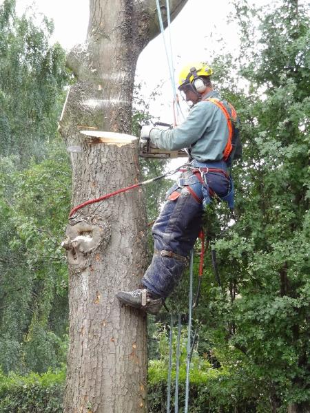 Holme Valley Tree Services