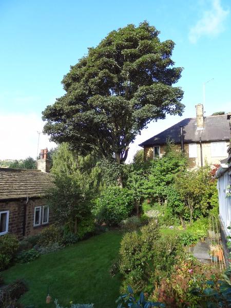 Holme Valley Tree Services