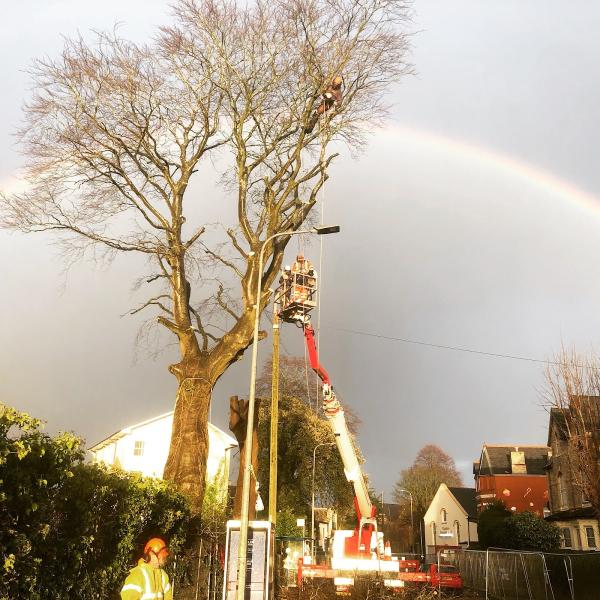 Acorn Tree Services
