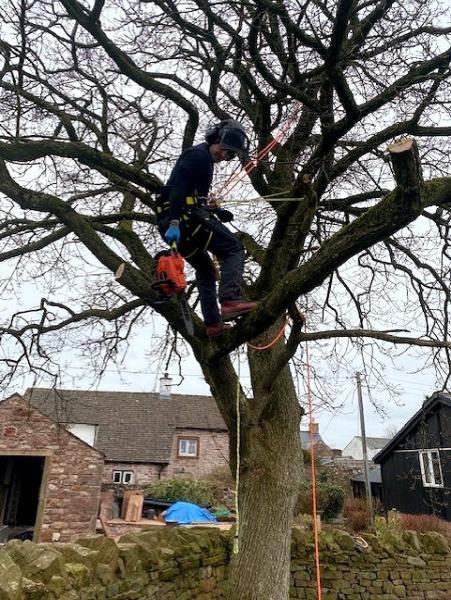 Cumbria Tree Care