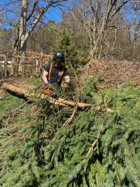 Cumbria Tree Care