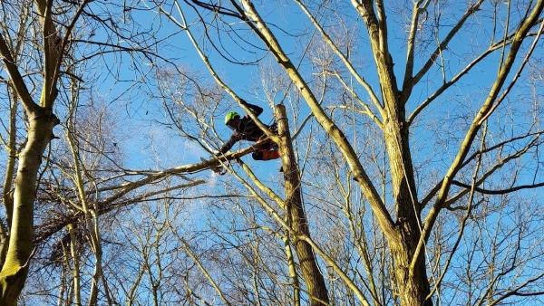 Precision Arborist Tree Surgeon