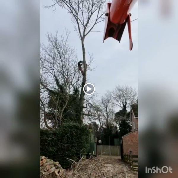 Precision Arborist Tree Surgeon