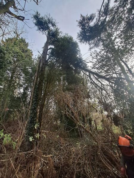 Precision Arborist Tree Surgeon