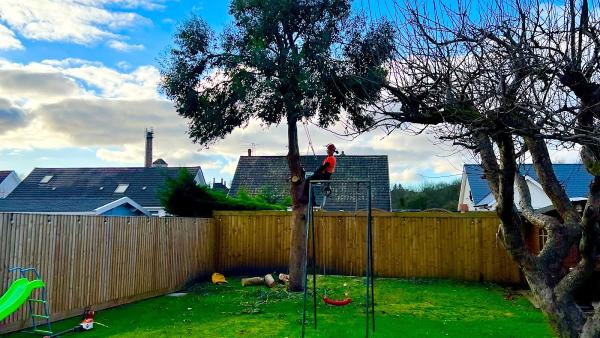 Cardiff Tree Surgery