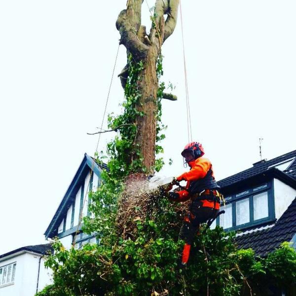 Cardiff Tree Surgery