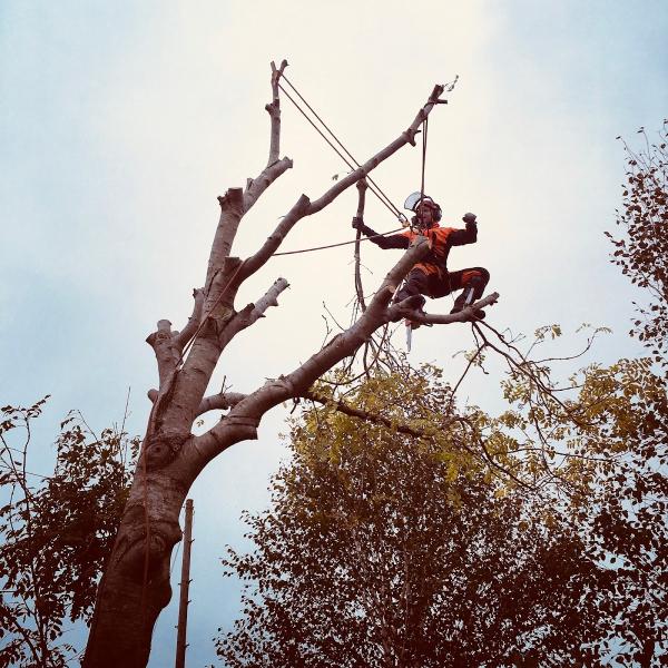 Cardiff Tree Surgery