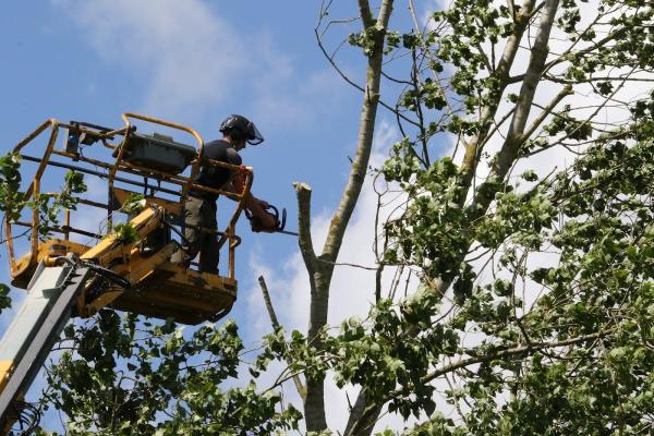 Red Fox Tree Care