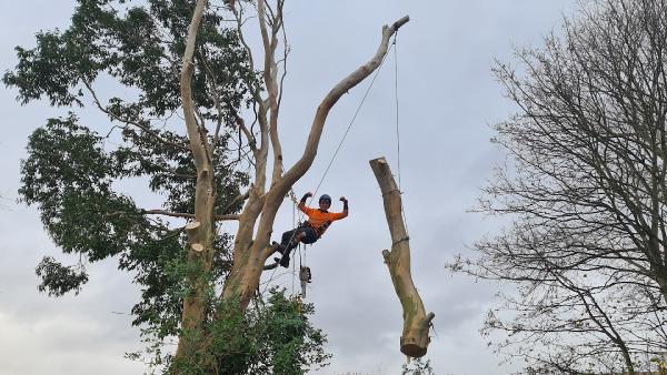 Traditional Tree Care