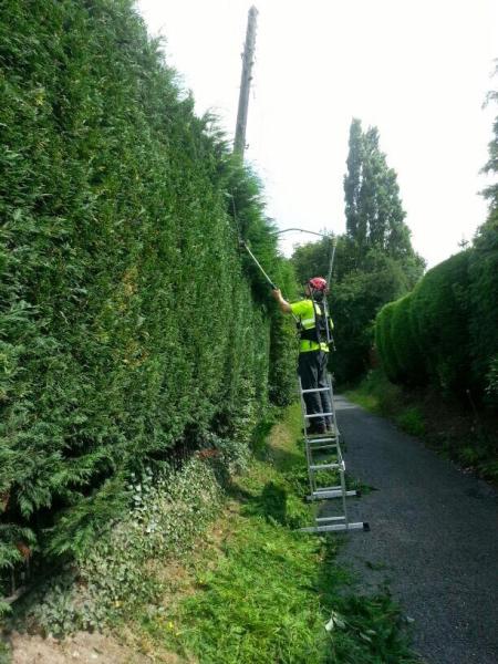 Taylor Tree Services