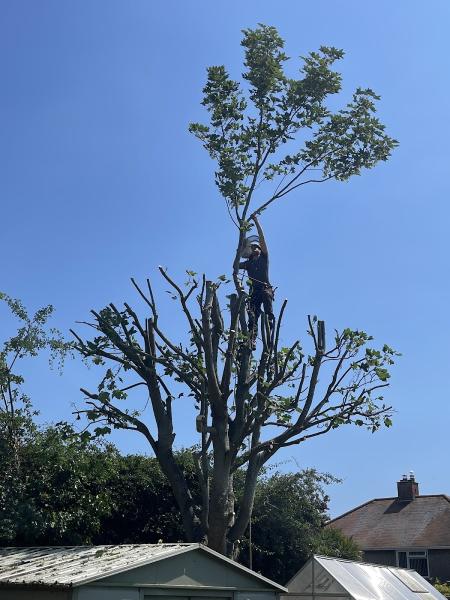 Absolute Tree Services