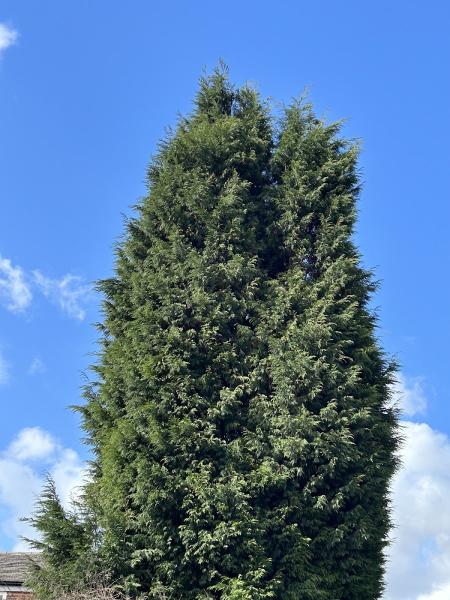 The Gosforth Tree Surgeon