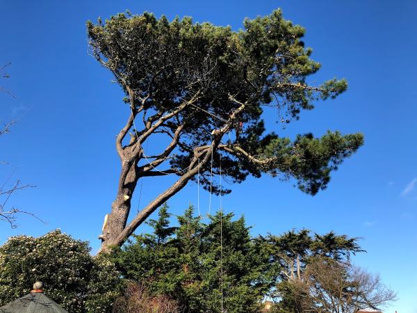 Fellwood Tree Surgeons Ltd