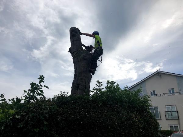 Fellwood Tree Surgeons Ltd