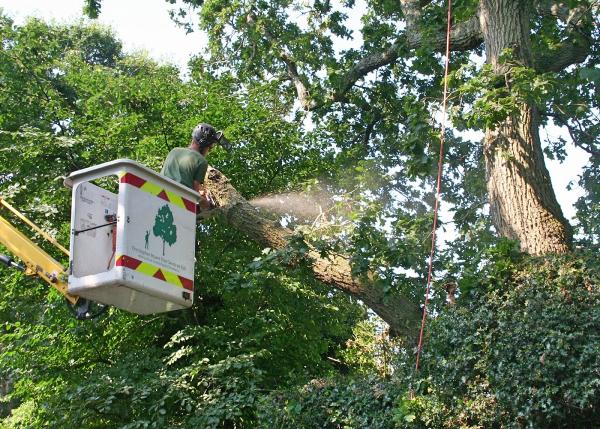 Christopher Hoare Tree Services Ltd