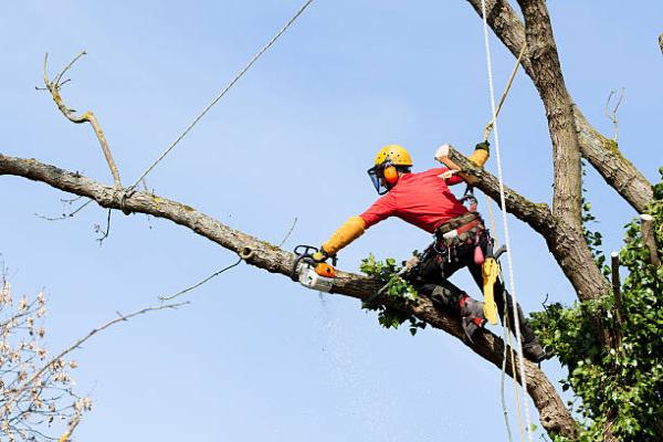 Liverpool Tree Care Services Ltd